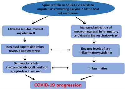 Frontiers Metabolic Implications Of Oxidative Stress And Inflammatory Process In Sars Cov